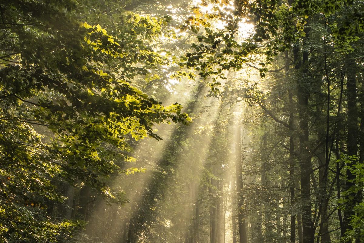 Sonnenstrahlen fallen durch die Bäume eines Waldes